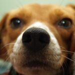 Adorable close-up of a beagle dog's nose, emphasizing cute and curious features.